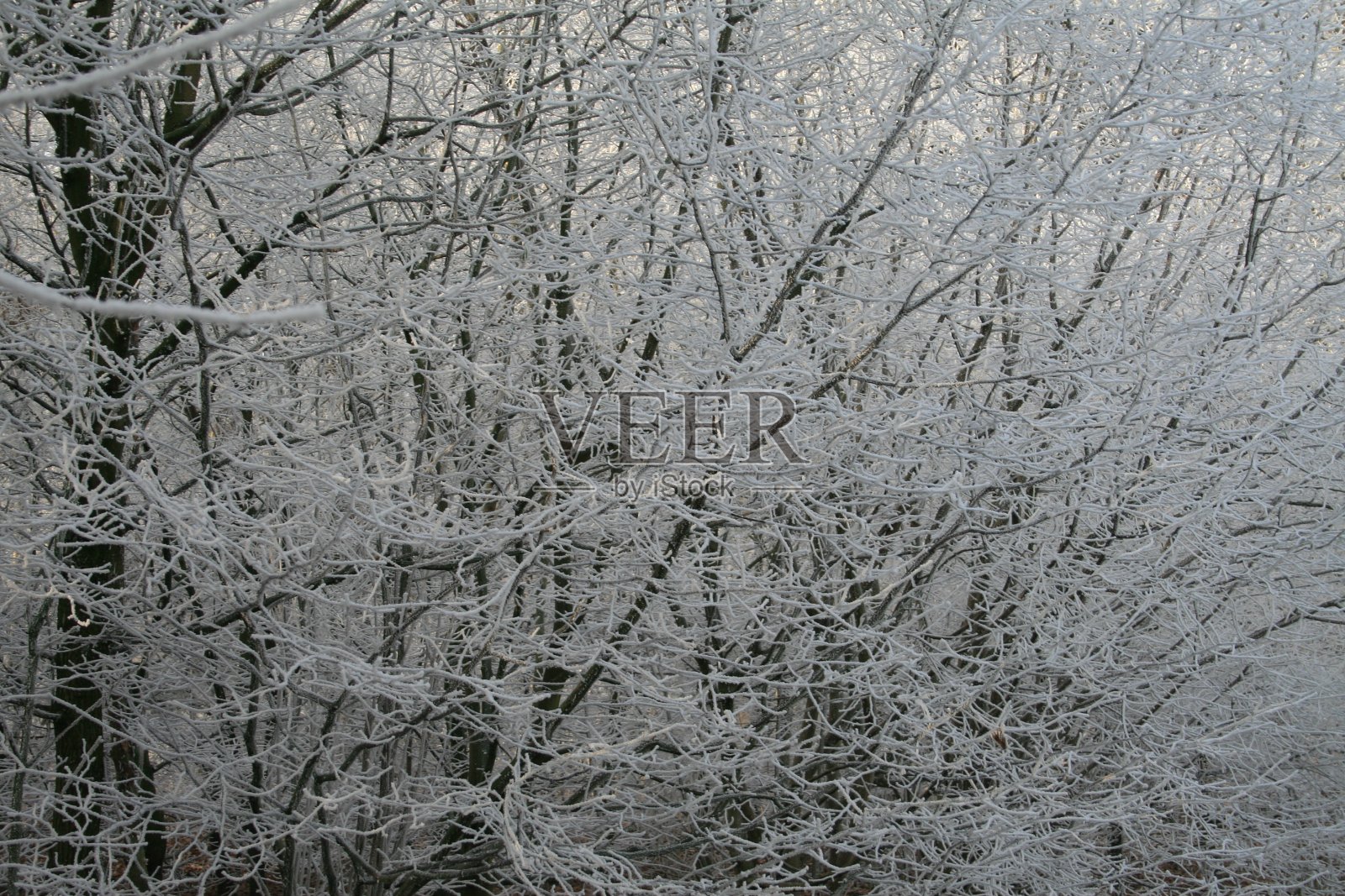 冬天照片摄影图片
