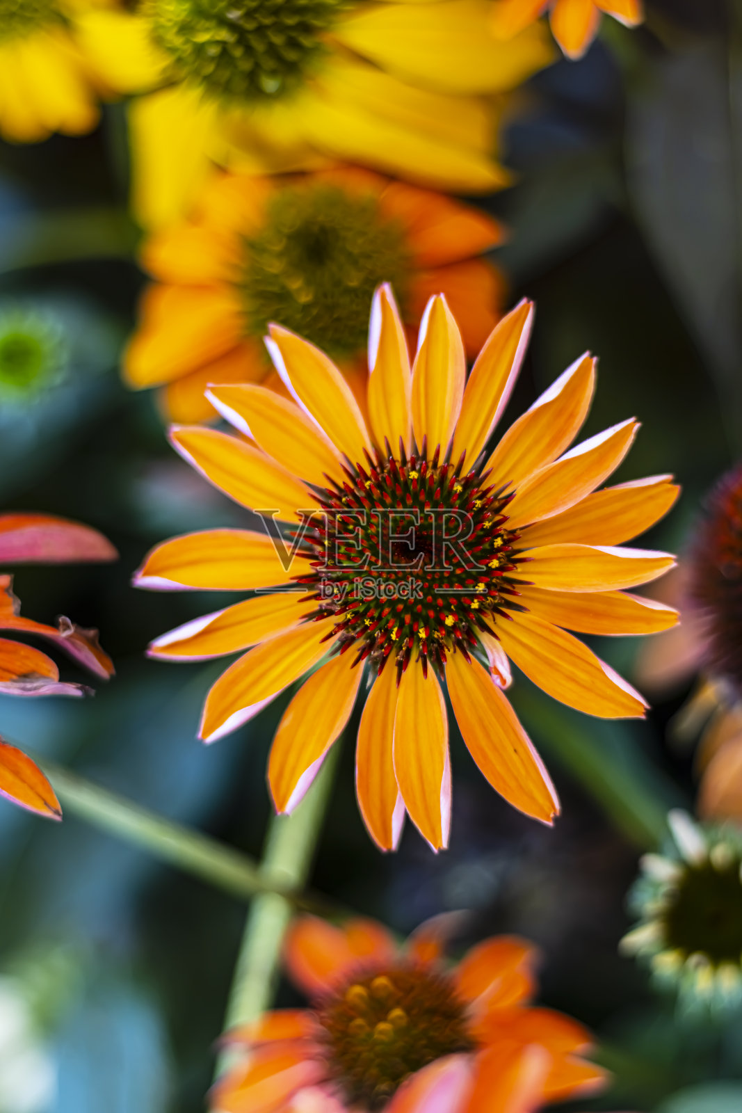 夏季空气中的植物照片摄影图片