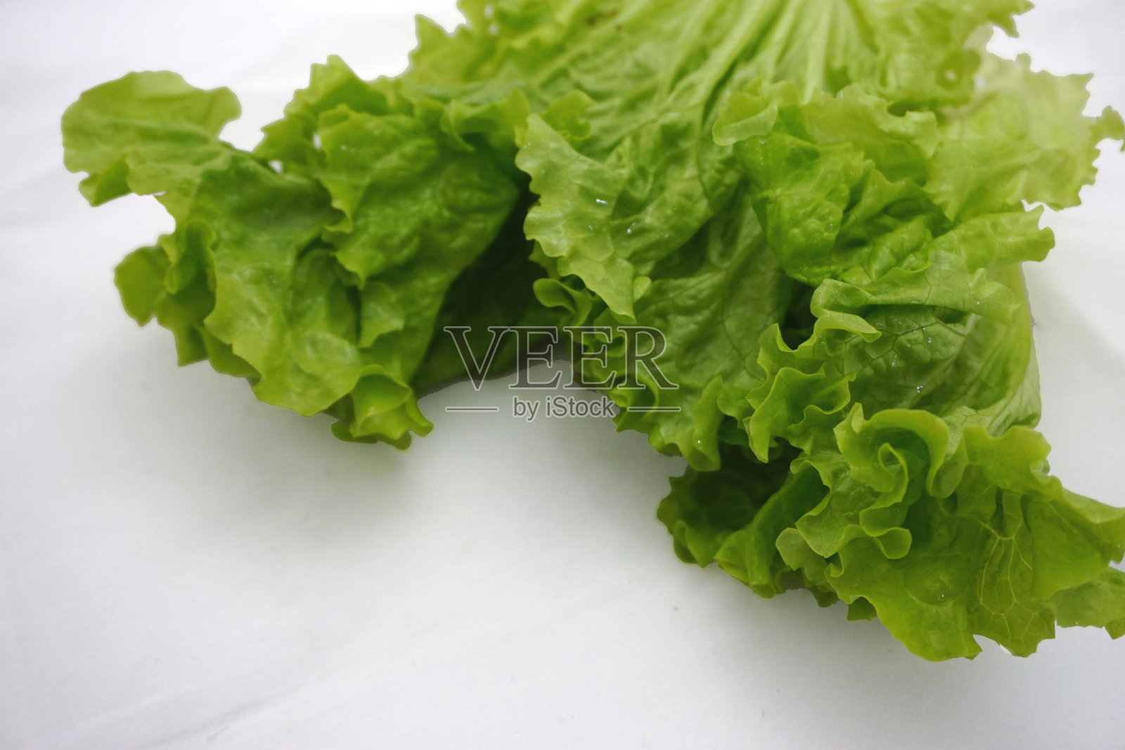 绿色的法国莴苣植物的叶子,在白色的背景照片摄影图片