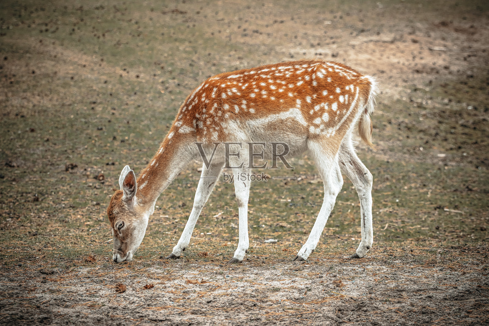 鹿照片摄影图片