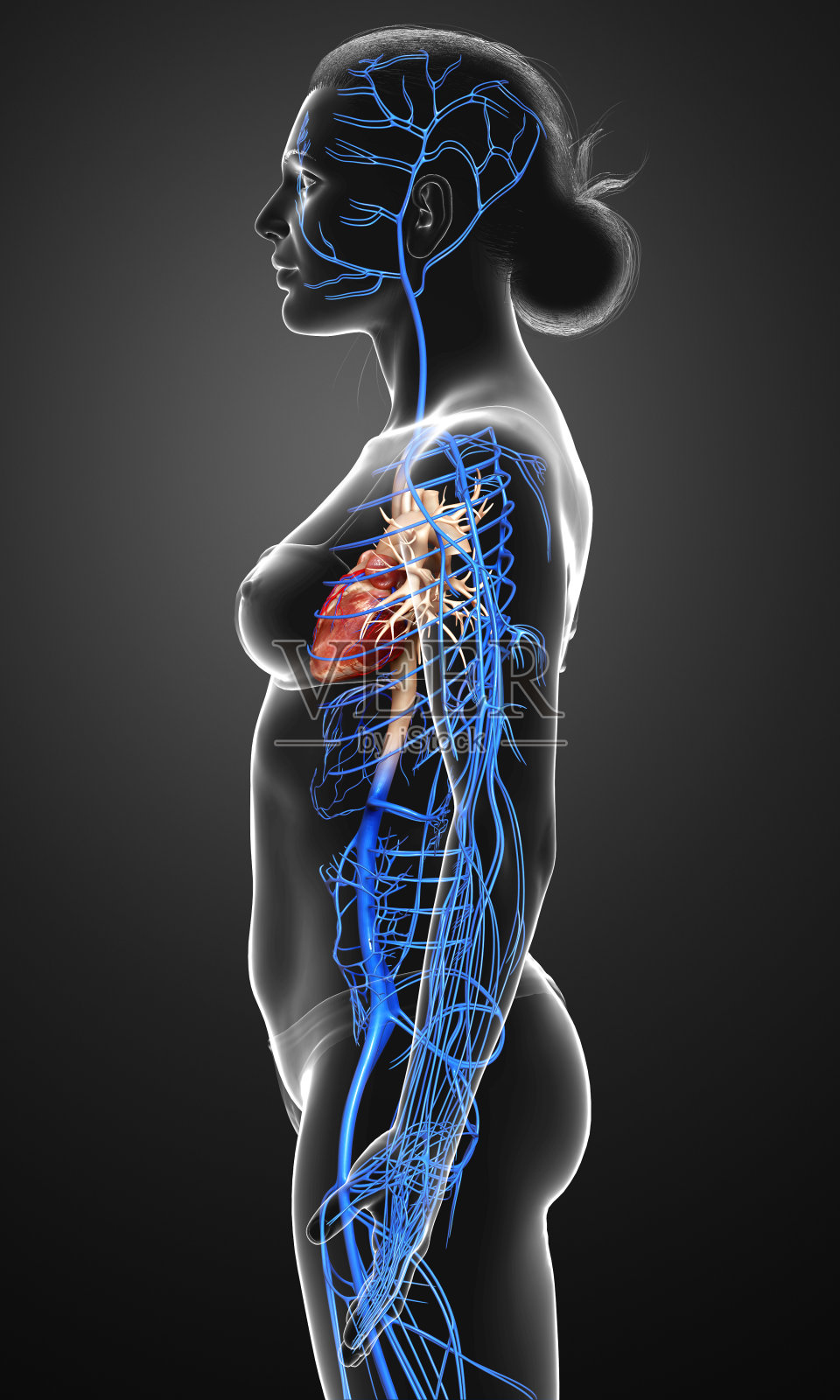 3d渲染医学上准确的女性静脉解剖的插图照片摄影图片