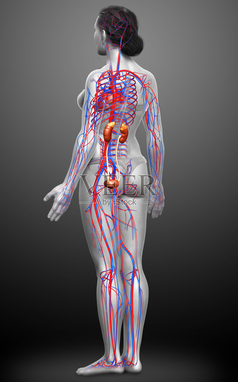 3d渲染,医学上准确的女性肾脏和循环系统的插图照片摄影图片