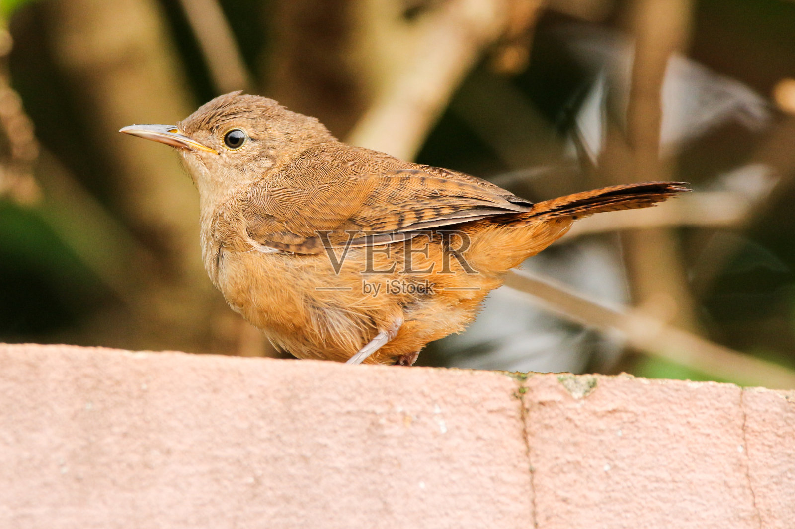 城市里常见的鸟照片摄影图片