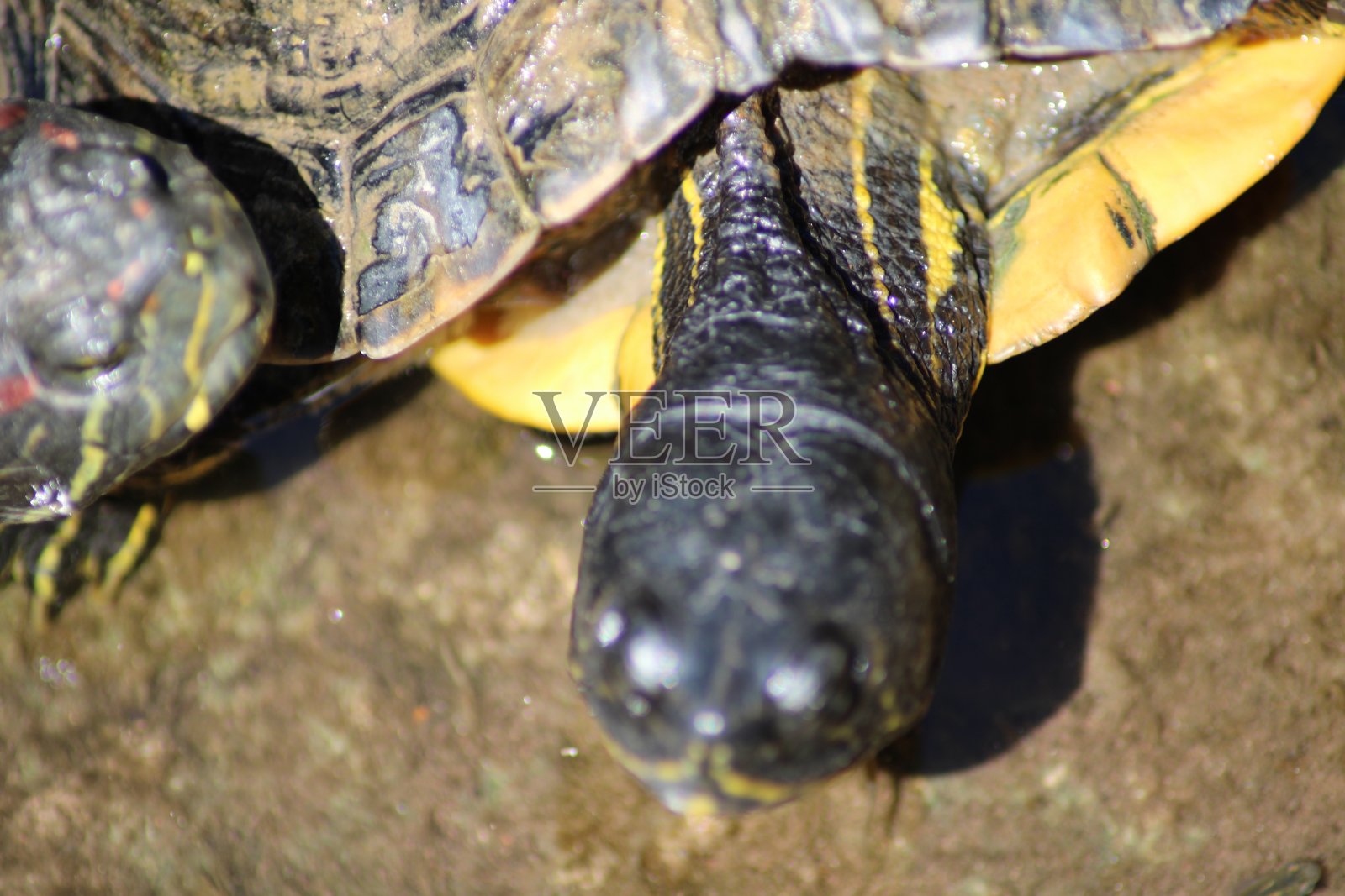 乌龟的头与乌龟壳近距离观察照片摄影图片