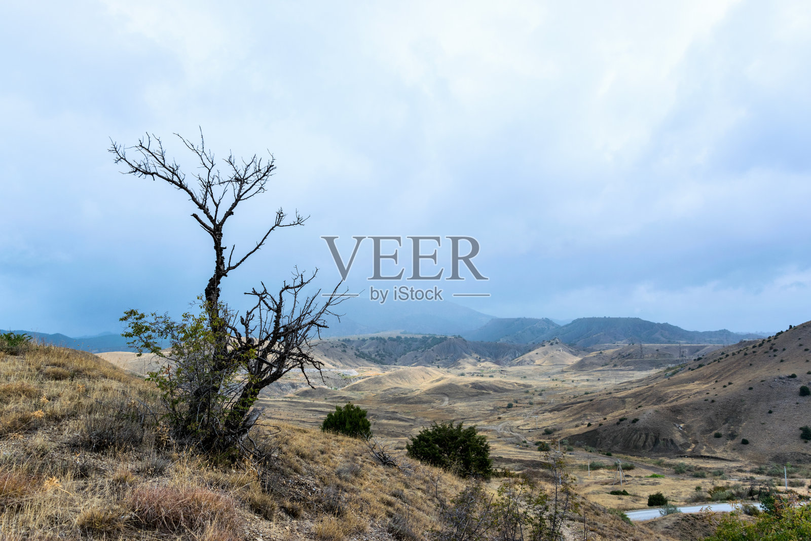 山上的枯树照片摄影图片