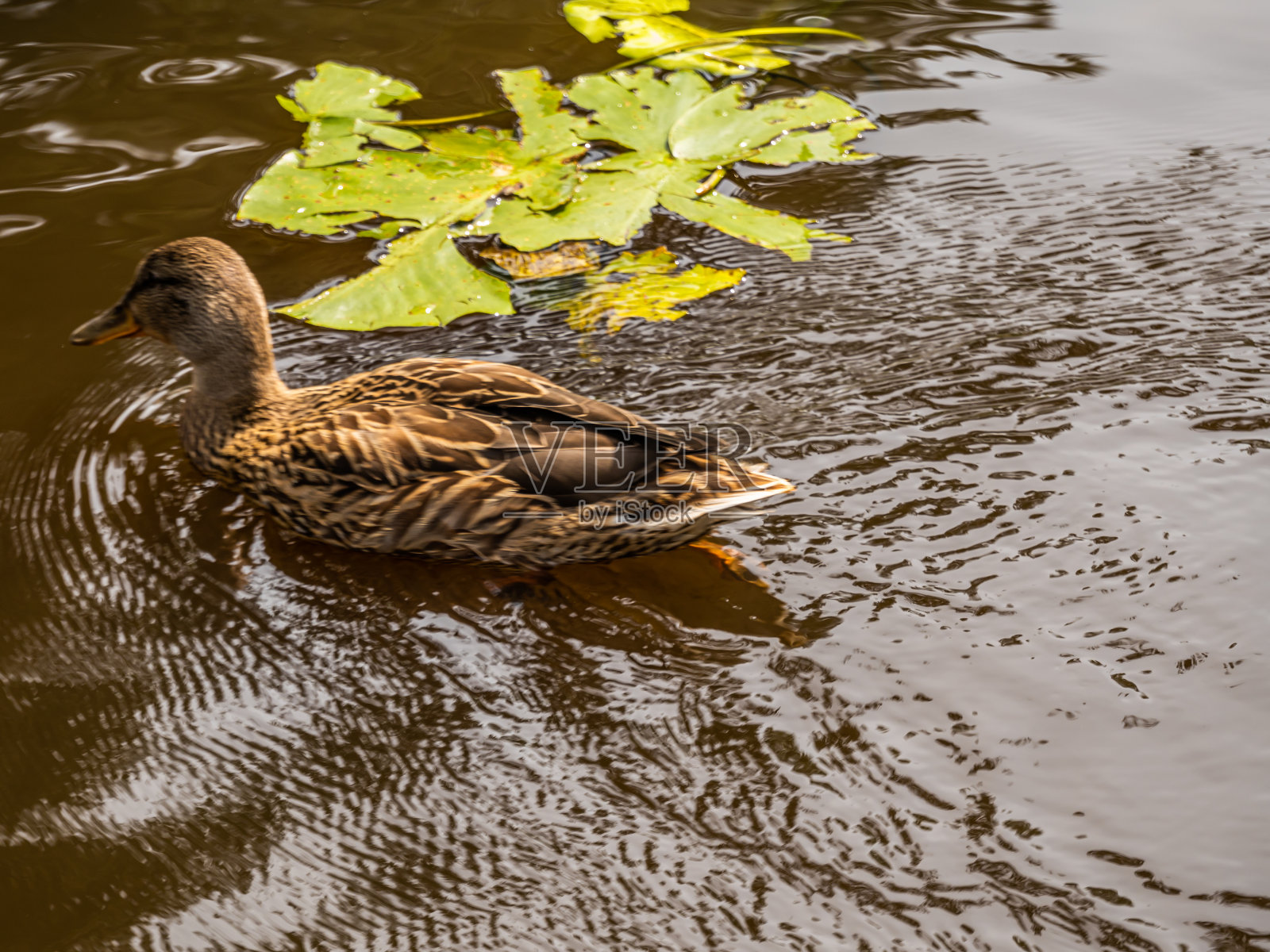 公园池塘里的鸭子。野鸭倒映在湖面上。鸟的羽毛多色。一个有鸭子和水草的池塘。鸭子在水面上进食。鸭子在水里吃东西照片摄影图片