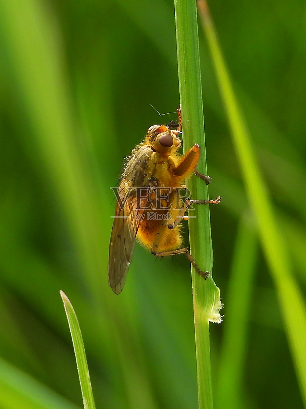 Manure Scatophaus(斯卡霍哈加蜣螂)照片摄影图片