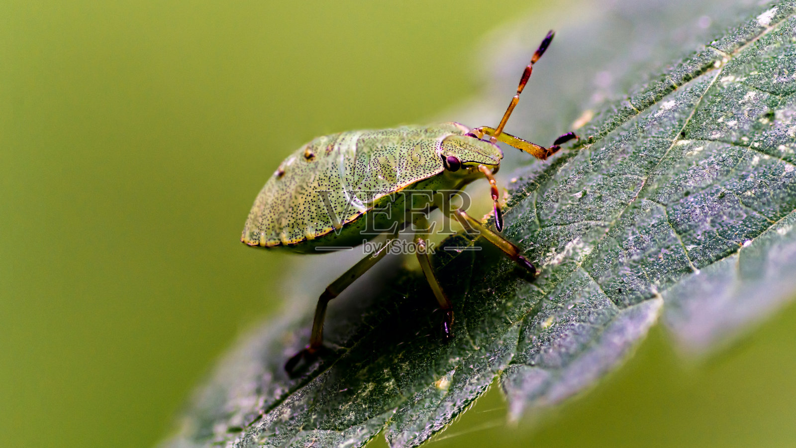 常见的绿臭虫照片摄影图片