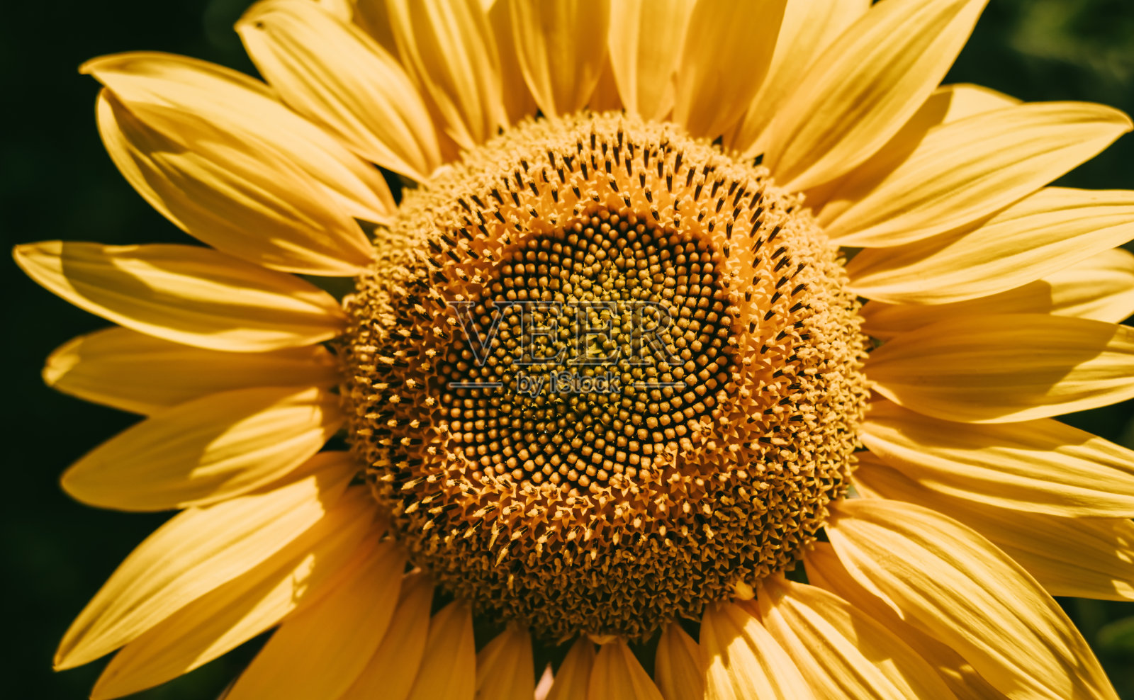 田野上盛开的向日葵,特写。照片摄影图片