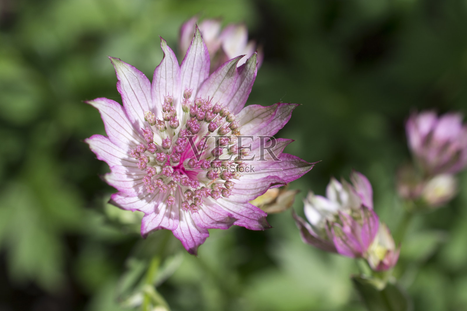 马斯特沃特照片摄影图片
