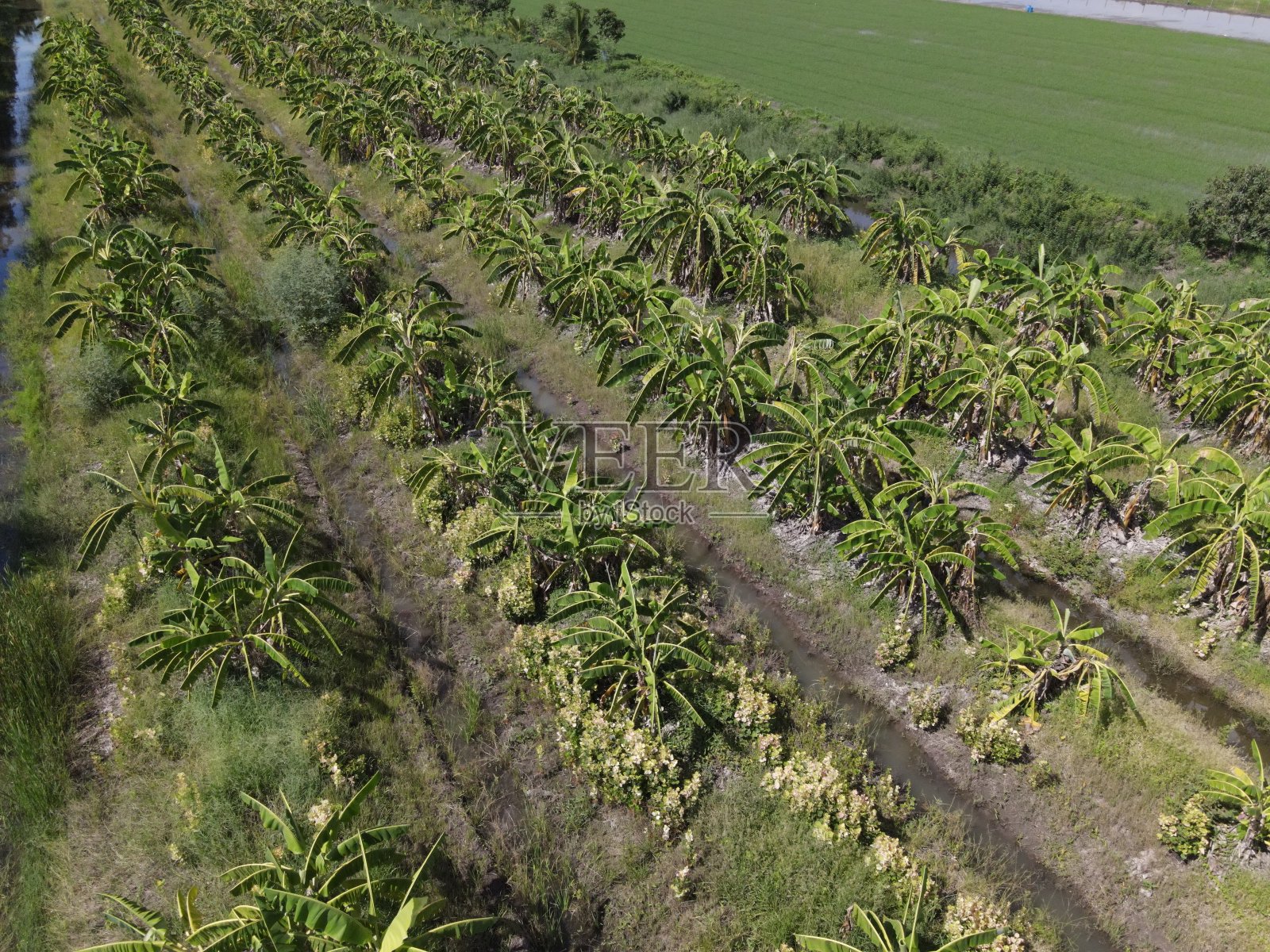 香蕉种植园正在生长,新鲜的香蕉正在生长,香蕉种植园从高角度照片摄影图片