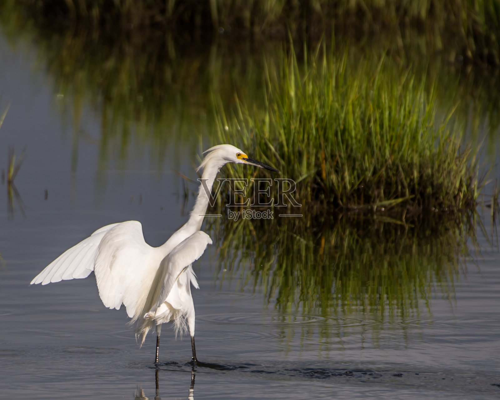 阿萨提格岛的白鹭照片摄影图片