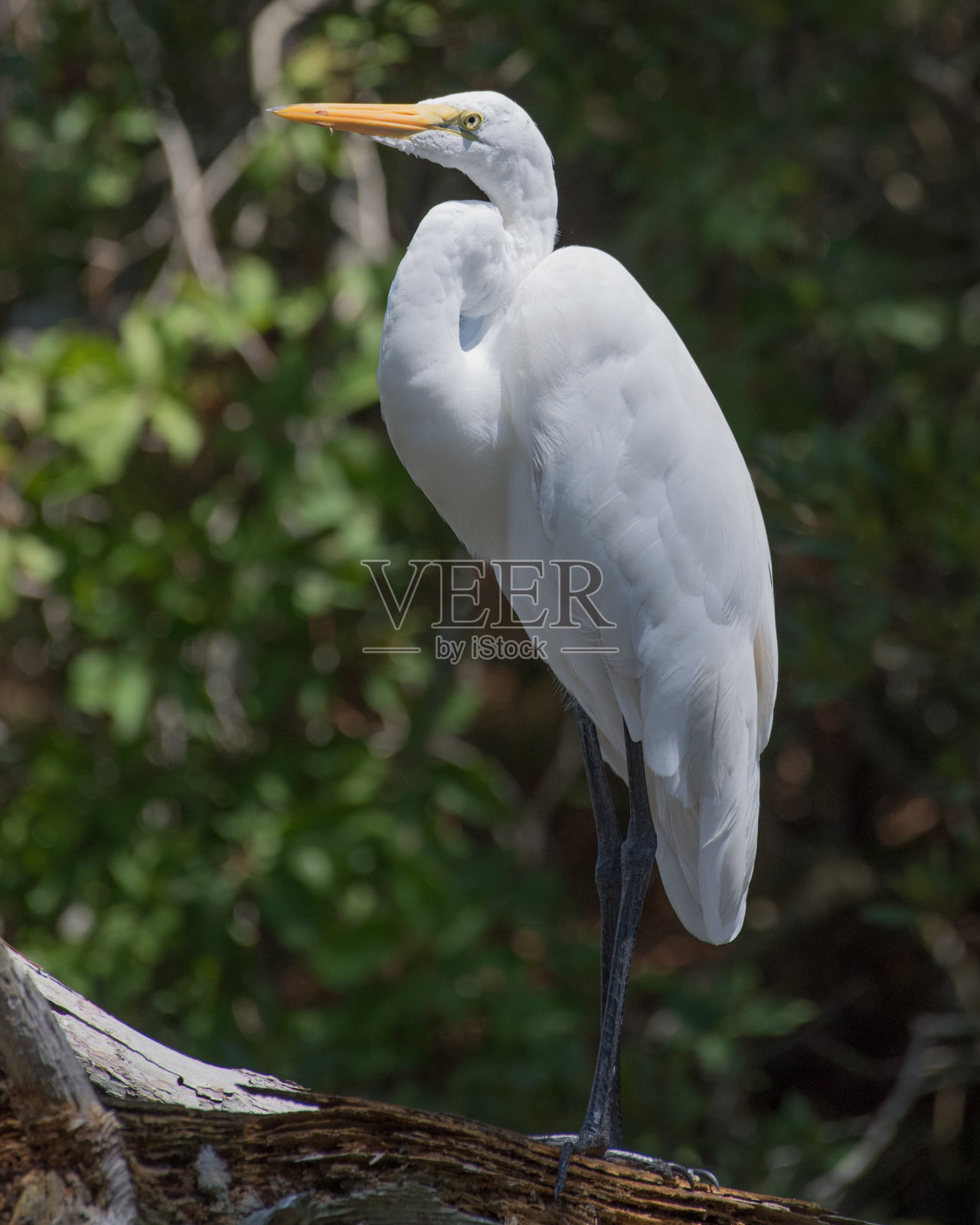 阿萨提格岛的白鹭照片摄影图片