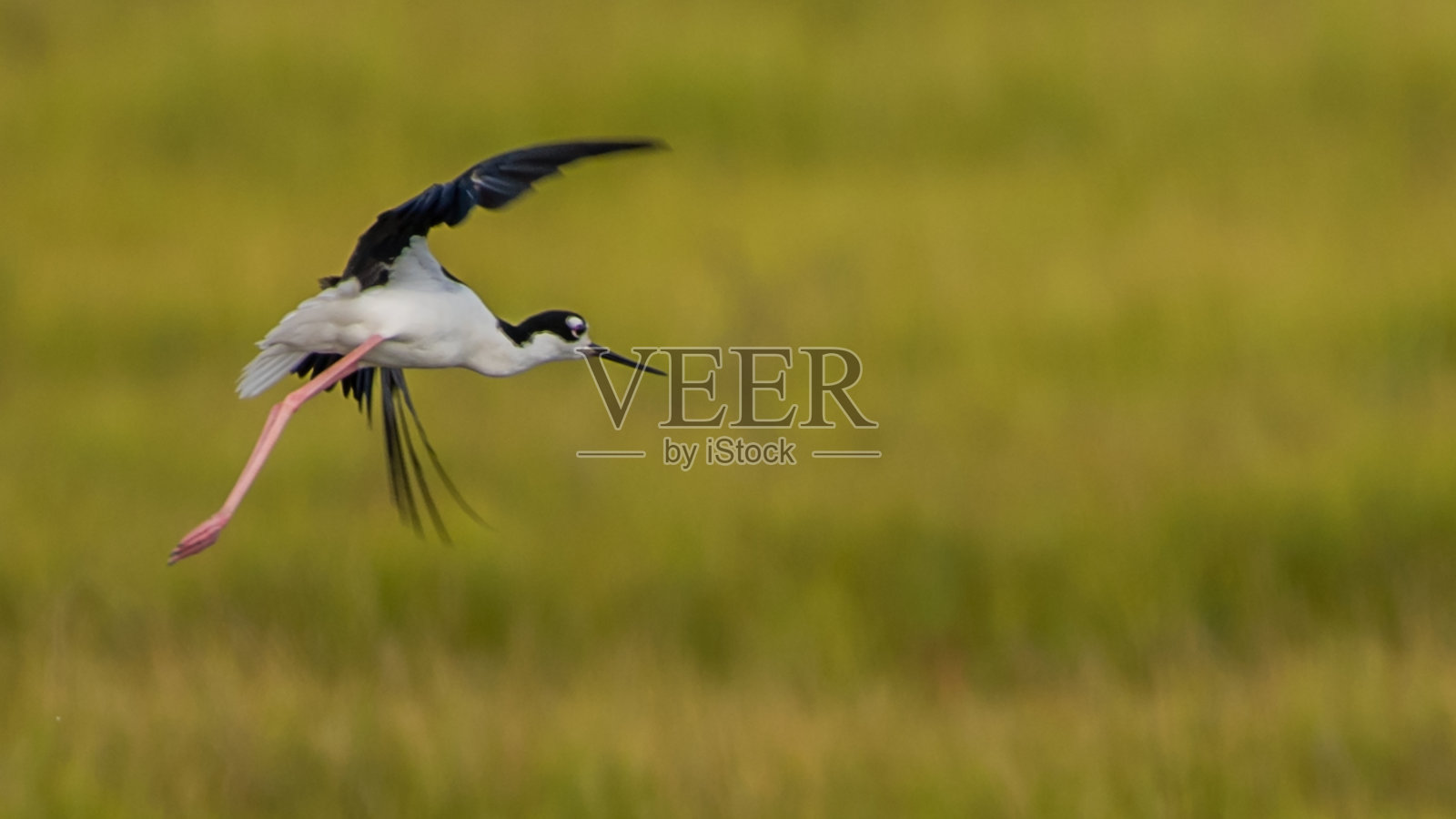 阿萨提格岛的高跷鸟照片摄影图片