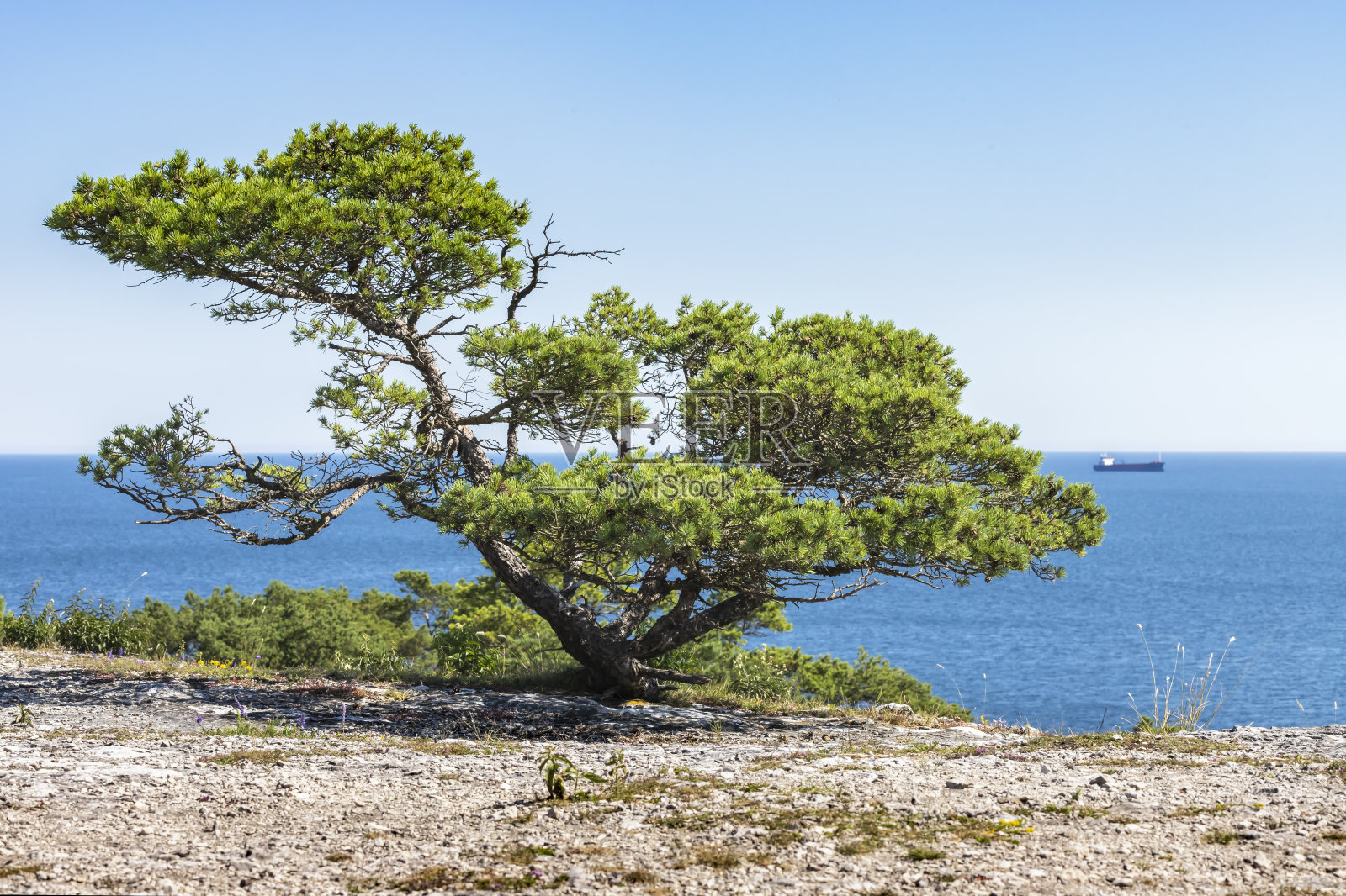 树哥特兰岛照片摄影图片