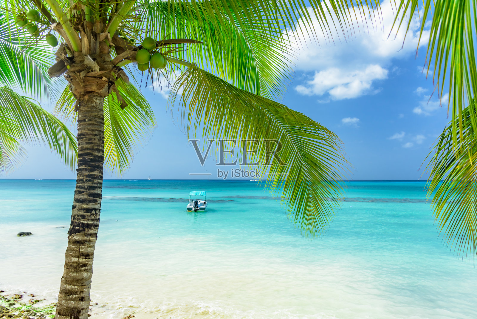 棕榈海洋天空照片摄影图片