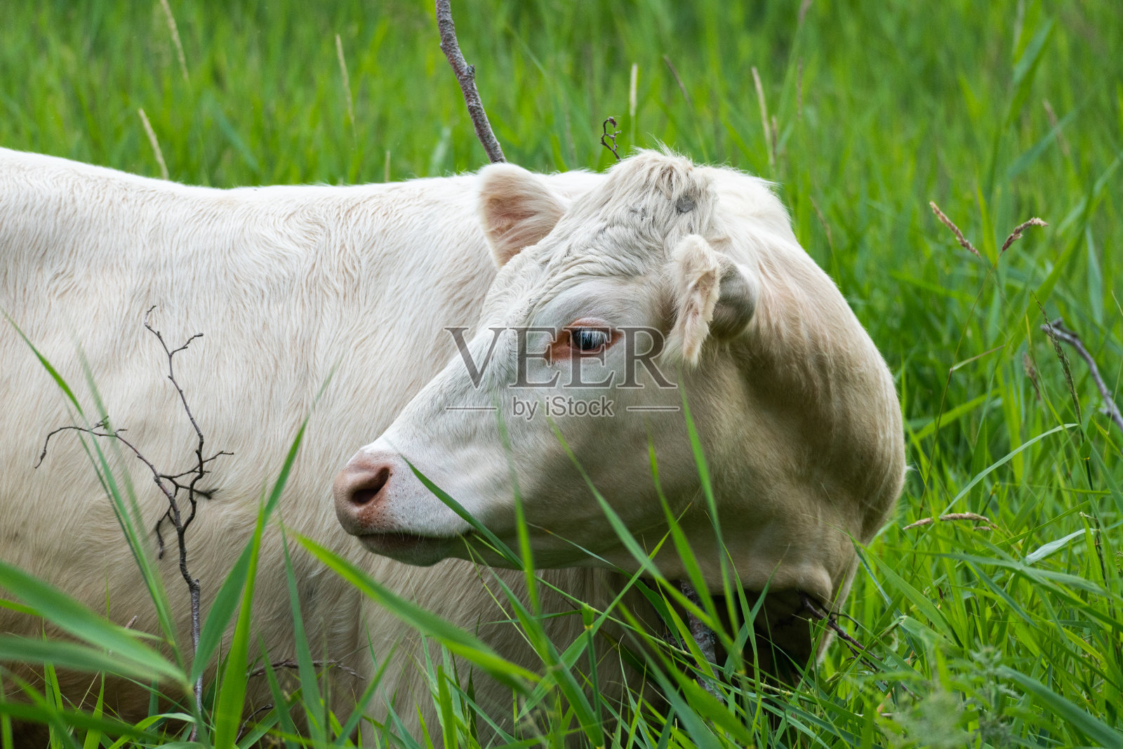 美丽的奶牛摆姿势在绿色的草地照片摄影图片