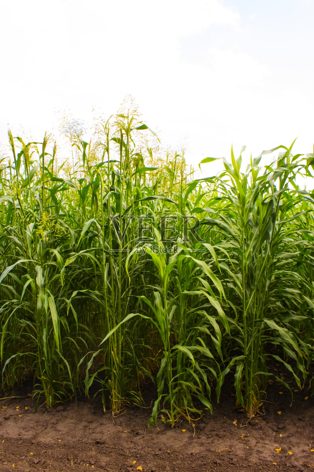 生物质生产高粱栽培照片摄影图片