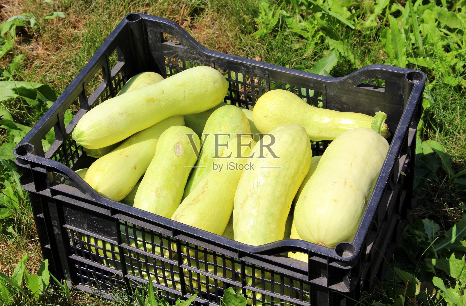 新鲜蔬菜绿色的西葫芦在盒子和农民的手中。照片摄影图片