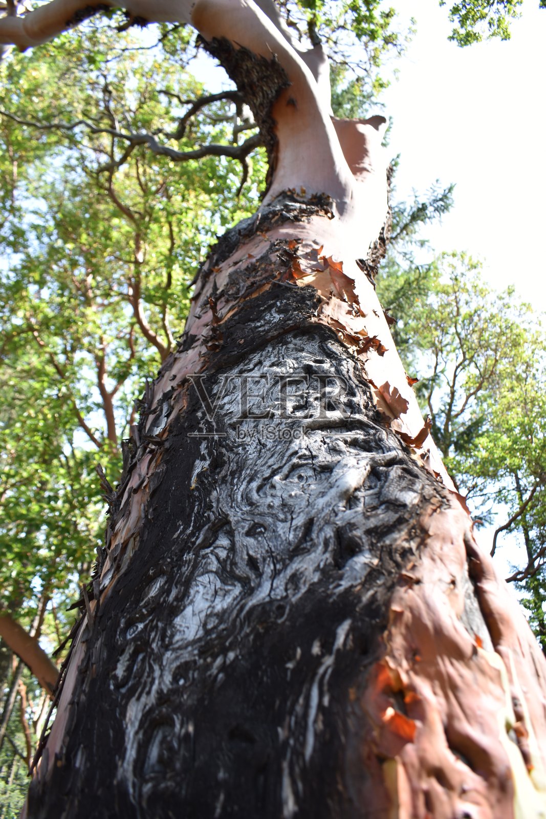 瀑布照片摄影图片