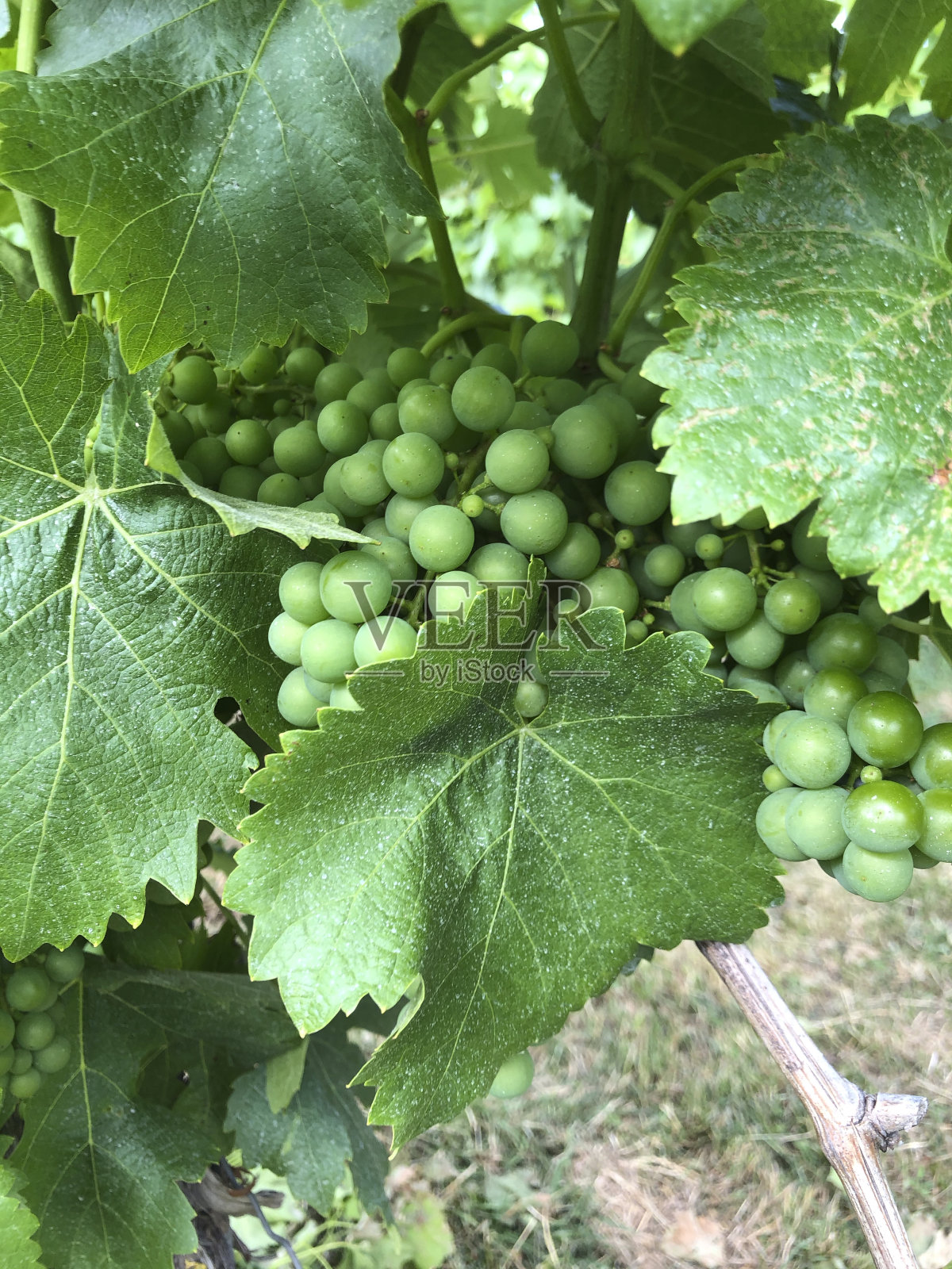 绿色未成熟的葡萄照片摄影图片