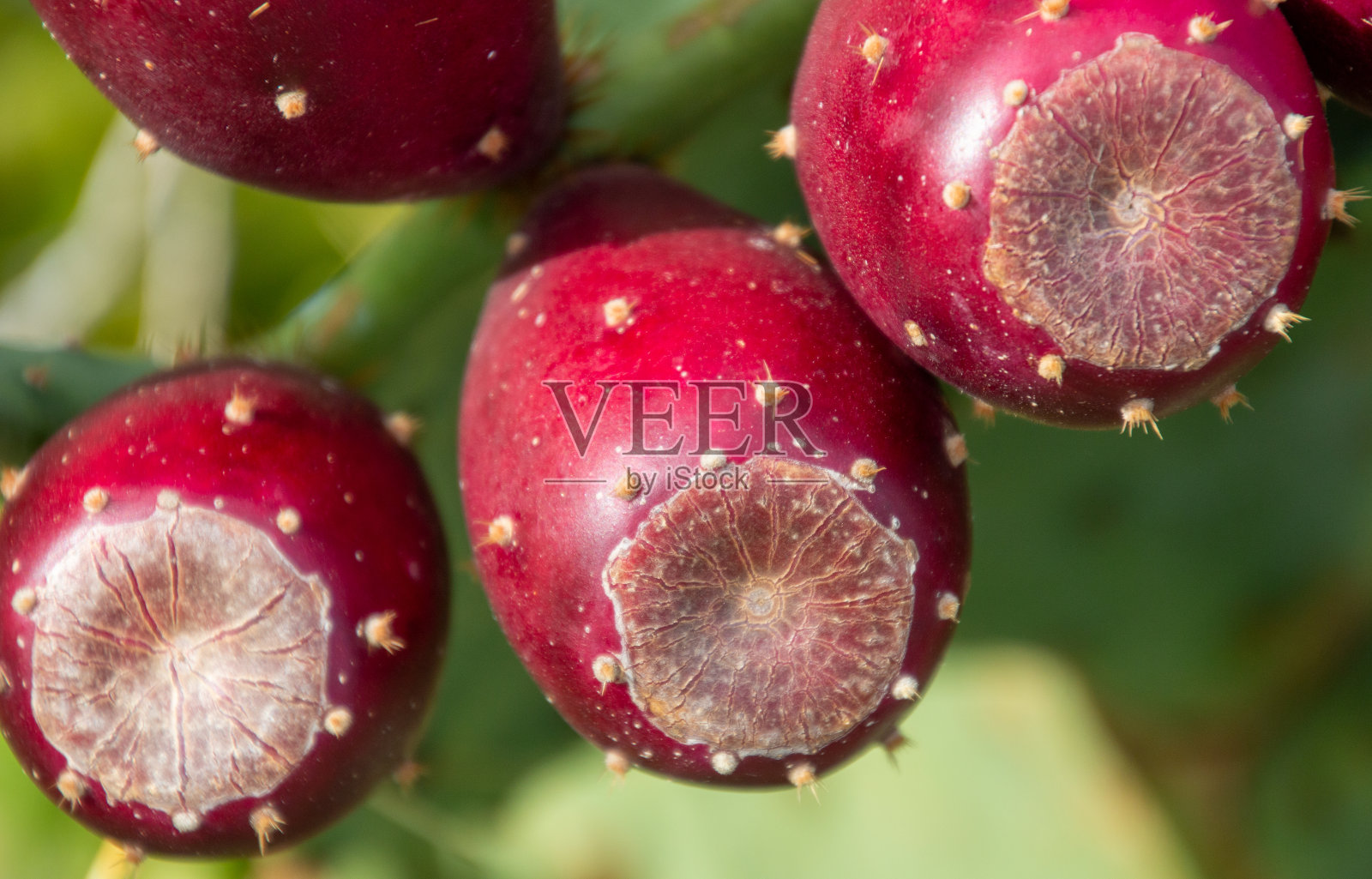 仙人掌果近看多刺。照片摄影图片