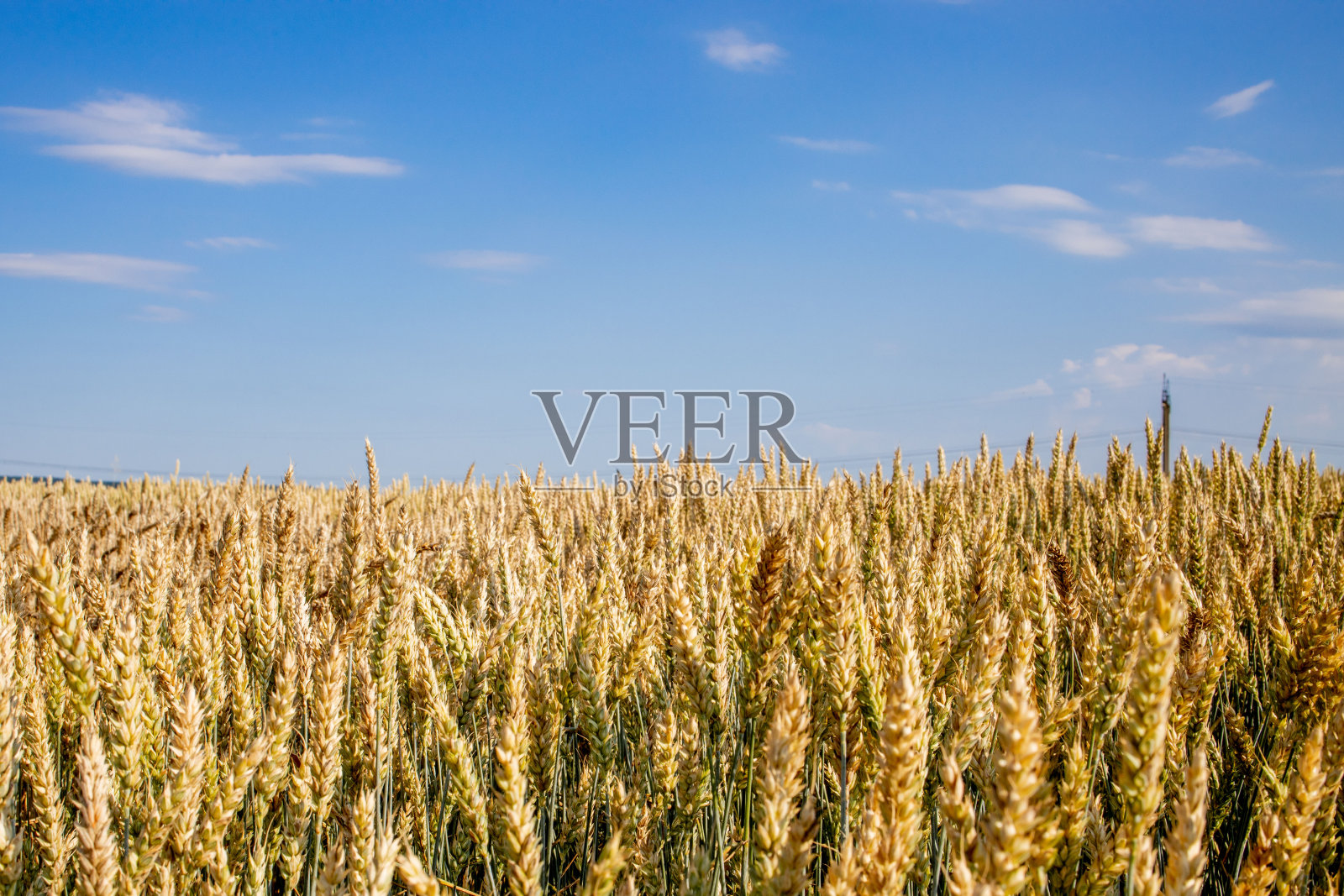 金色的麦田。美丽的自然日落景观。草甸麦田成熟穗的背景。大丰收的理念和多产的种子产业照片摄影图片