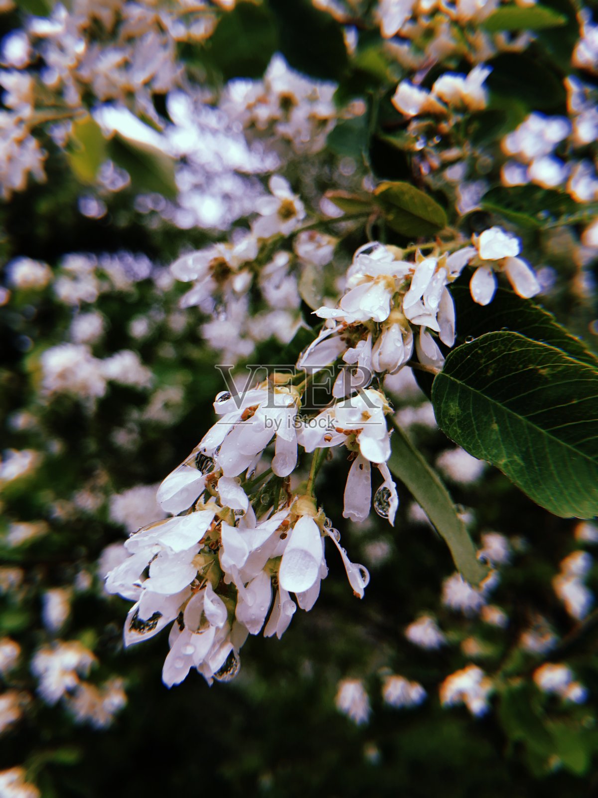 暴风雨后的花照片摄影图片