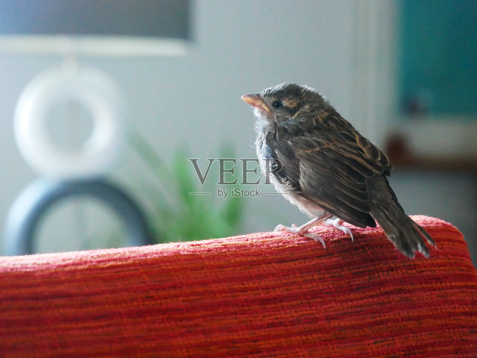 一个麻雀的特写休息在一个房子的座位的顶部,与一盏灯在背景灯照片摄影图片