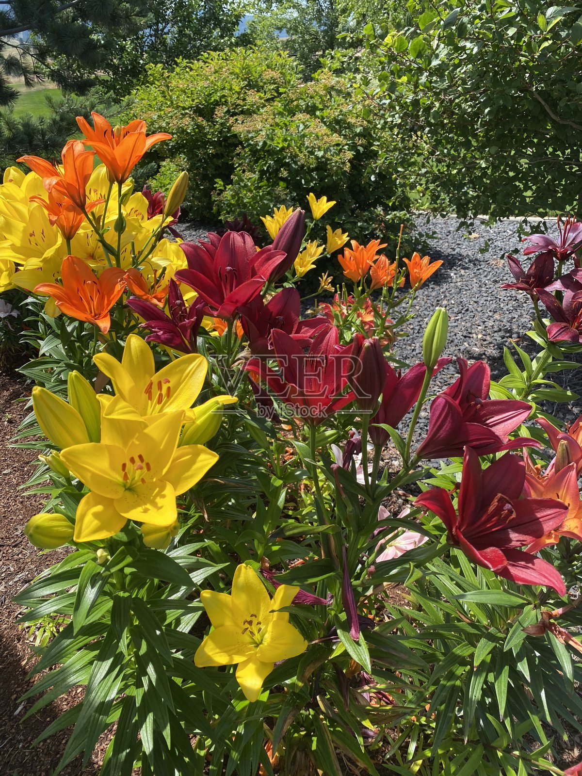 鲜花盛开照片摄影图片