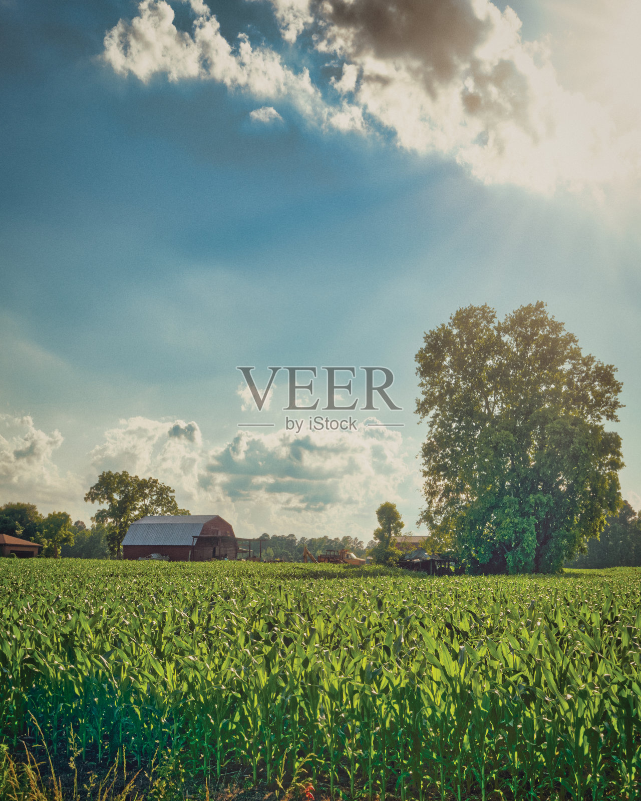 阳光下的谷仓和树照片摄影图片