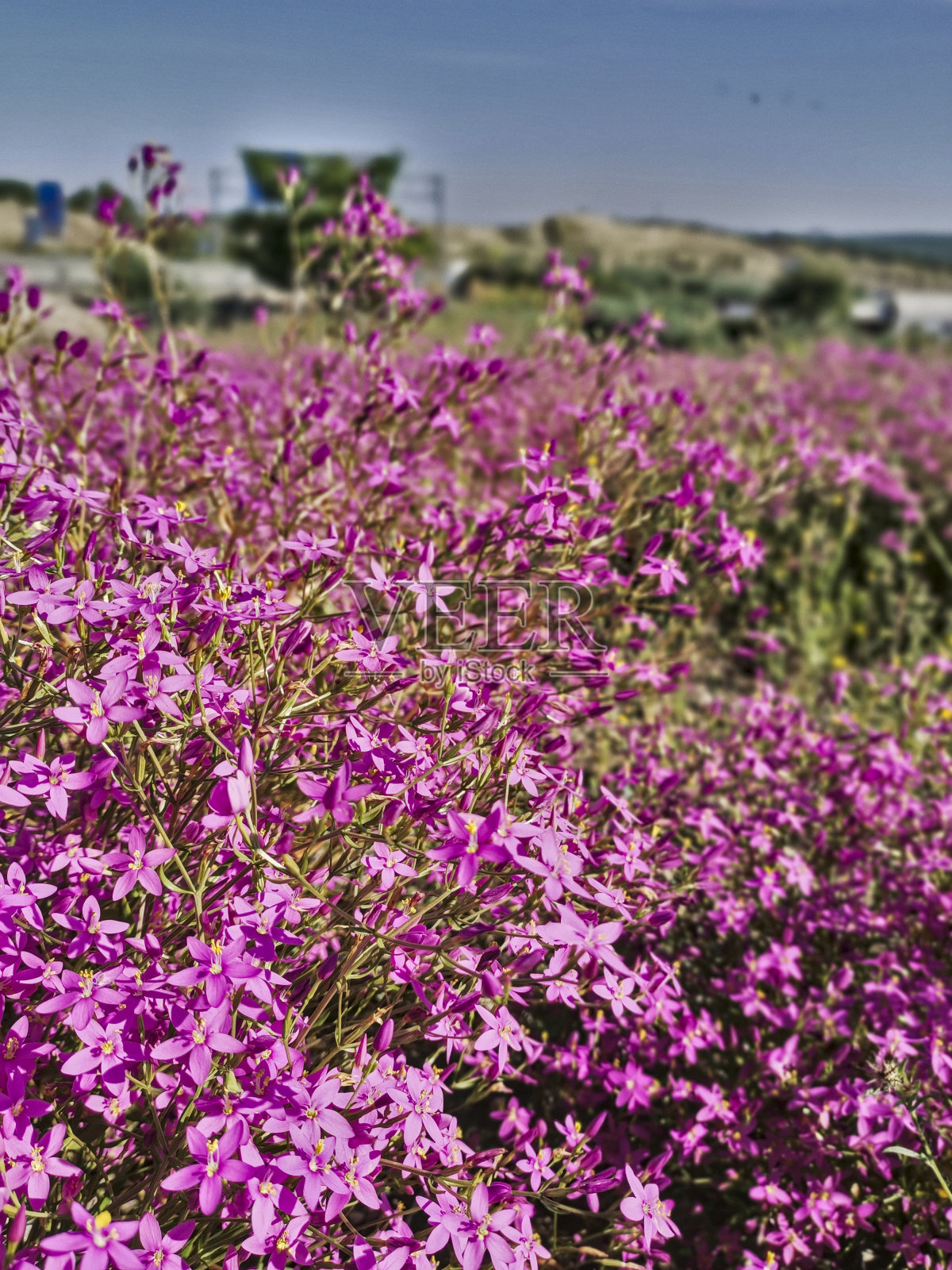 春天的小紫花和绿叶。美丽的春花绽放照片摄影图片