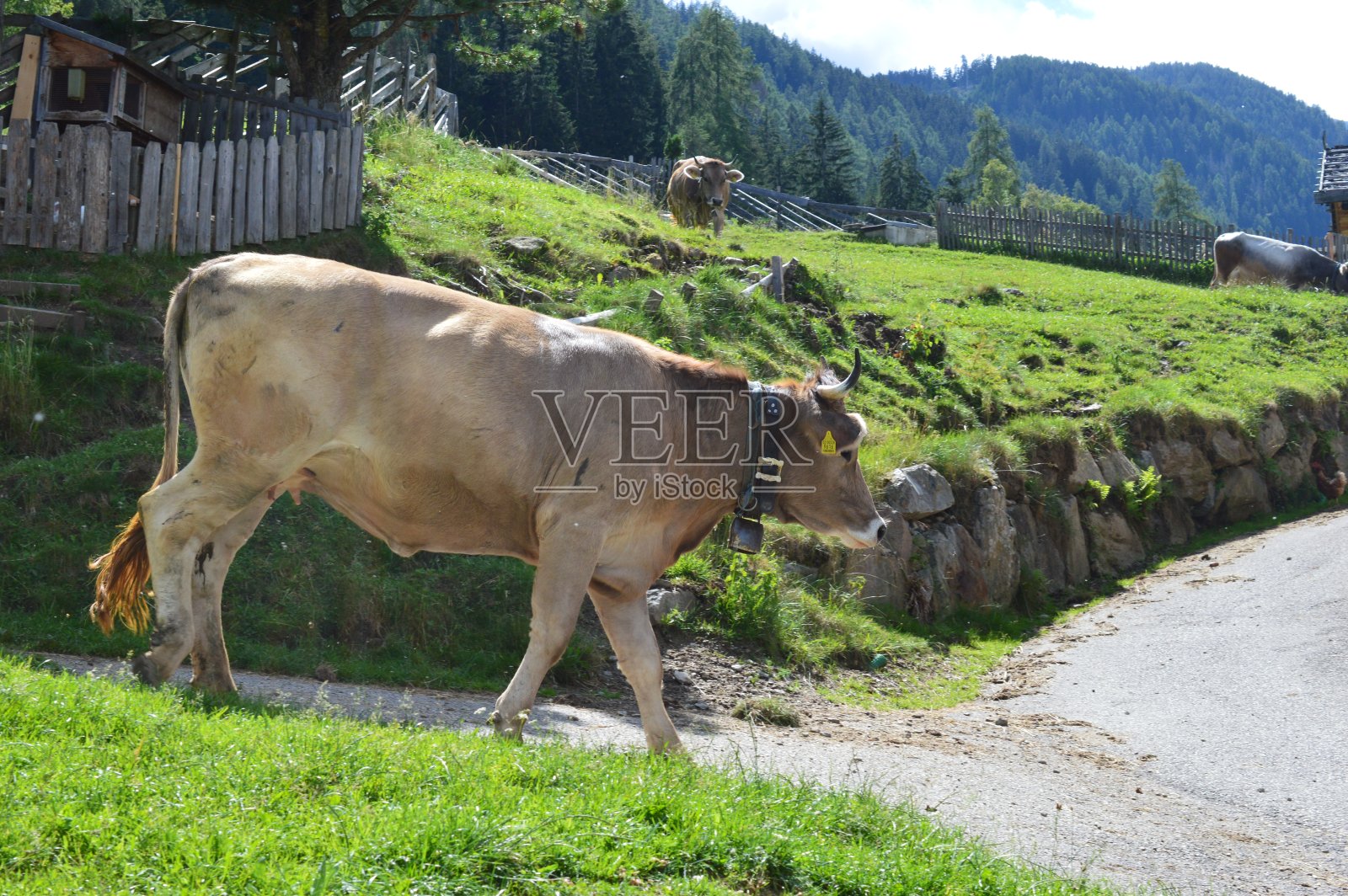 牛在Southtyrol照片摄影图片
