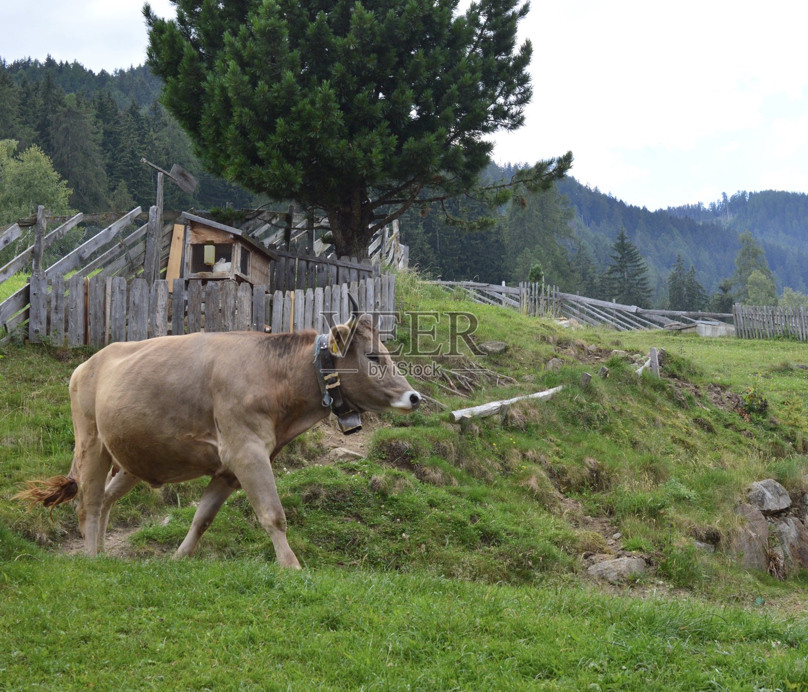 牛在Southtyrol照片摄影图片