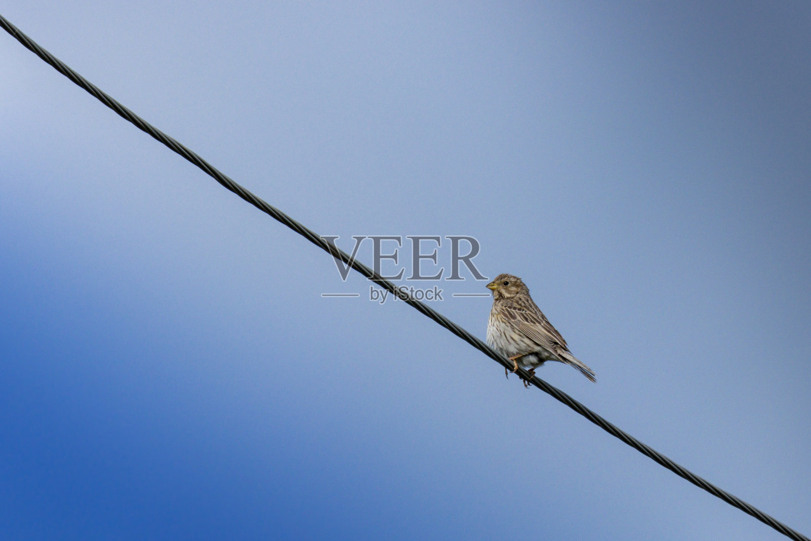 玉米旗。照片摄影图片