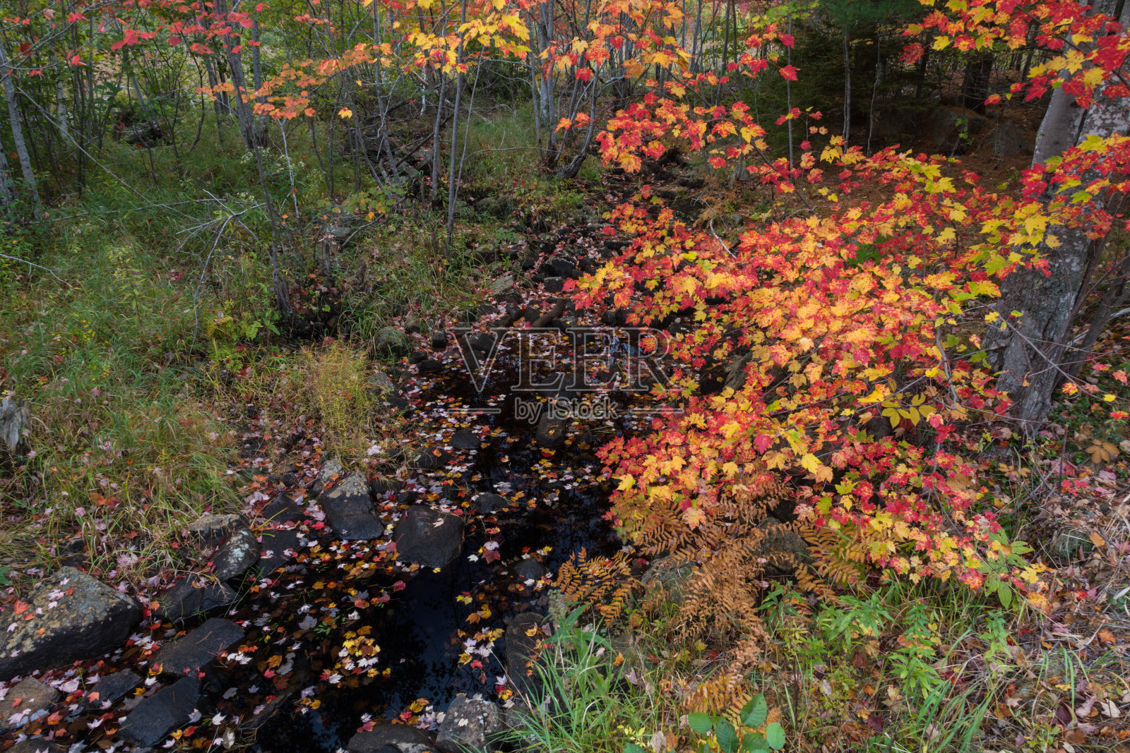 阿卡迪亚国家公园鸭子溪路上的秋天的颜色和小溪照片摄影图片