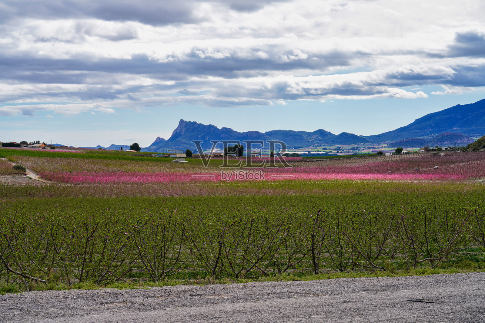 西班牙穆尔西亚地区Mirador El Horno的Cieza的桃花照片摄影图片