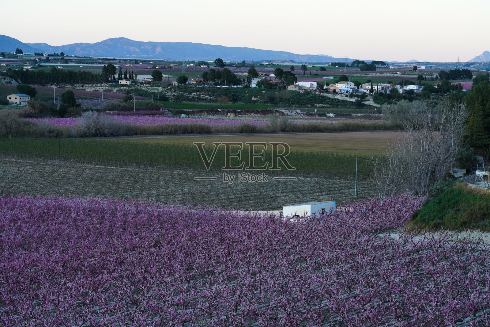 西班牙穆尔西亚地区Cieza La Torre的桃花照片摄影图片