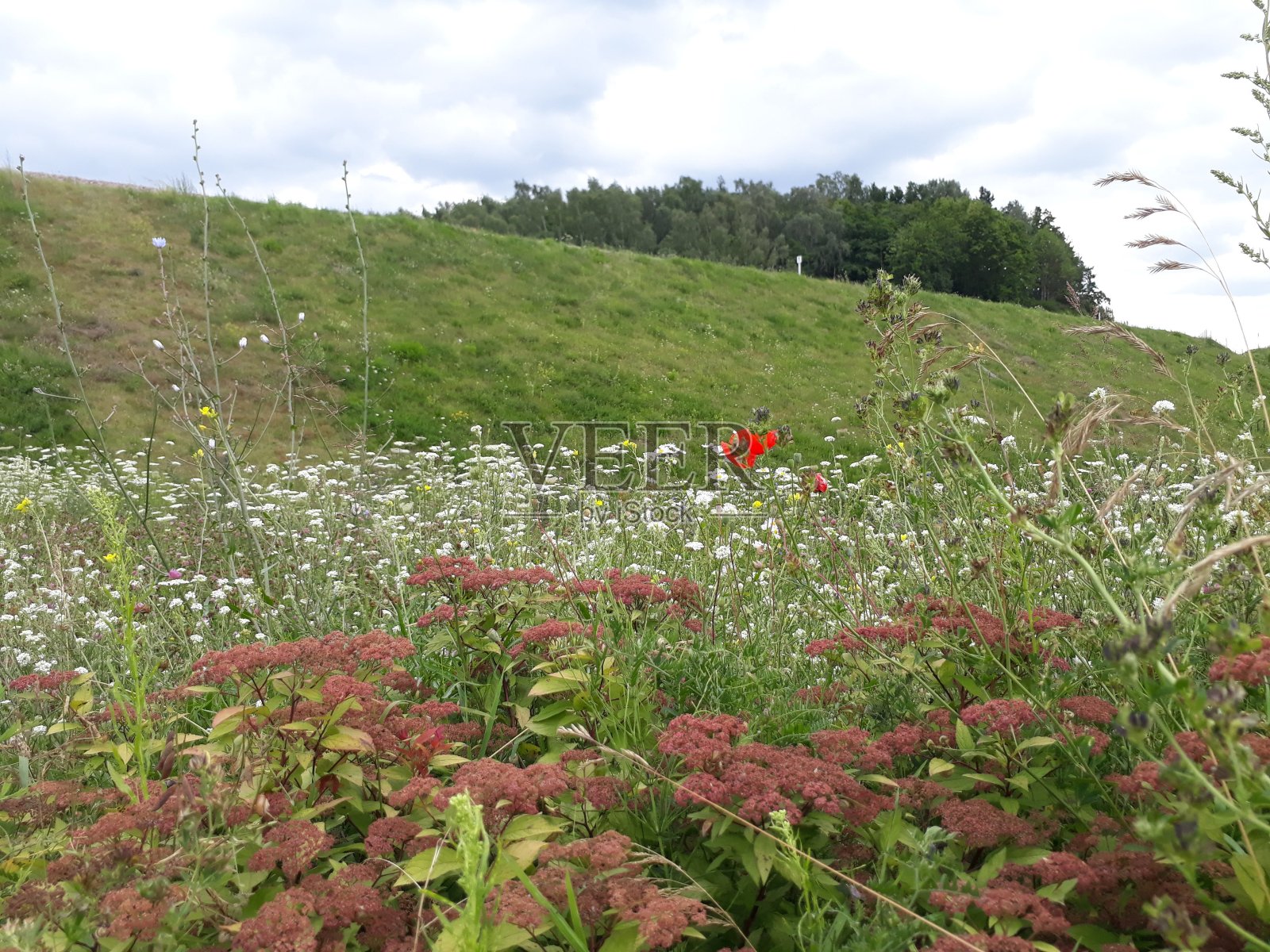 草地上五颜六色的野花照片摄影图片