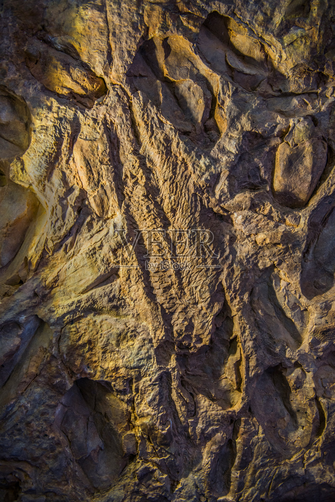 卡诺温德拉鱼。照片摄影图片