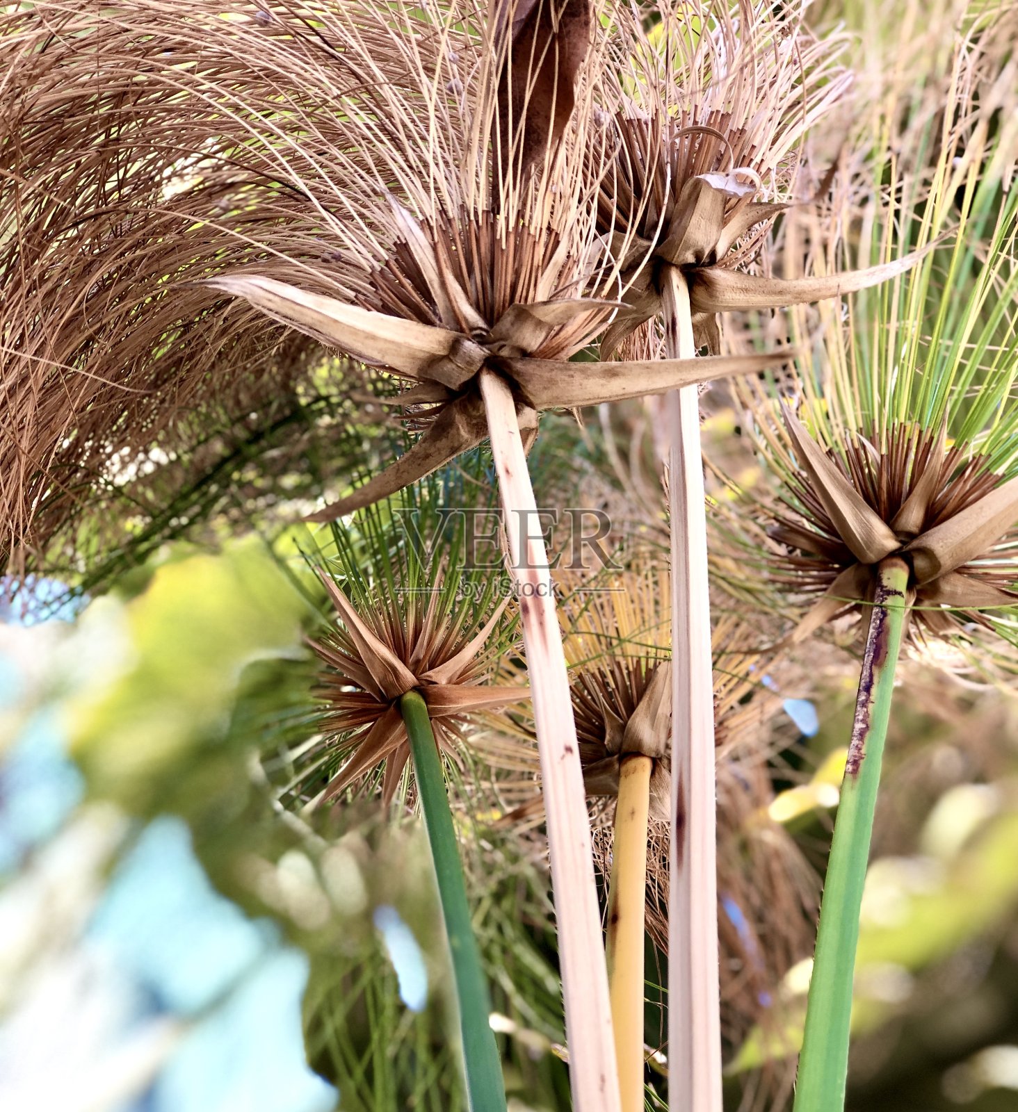 莎草纸莎草照片摄影图片