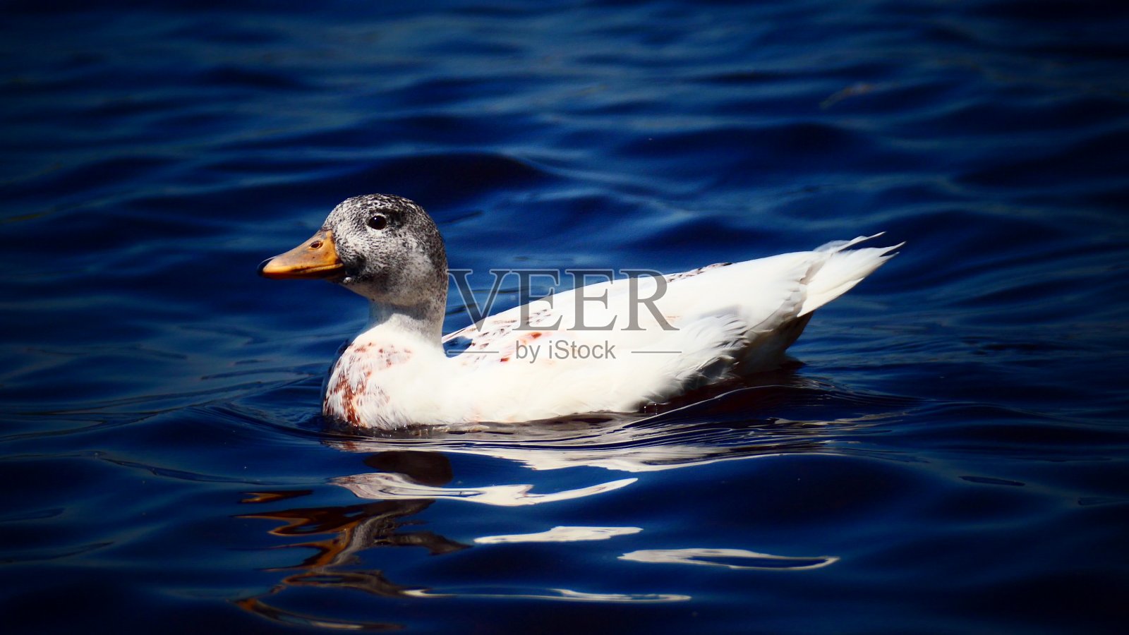 Leucic野鸭在特写照片摄影图片