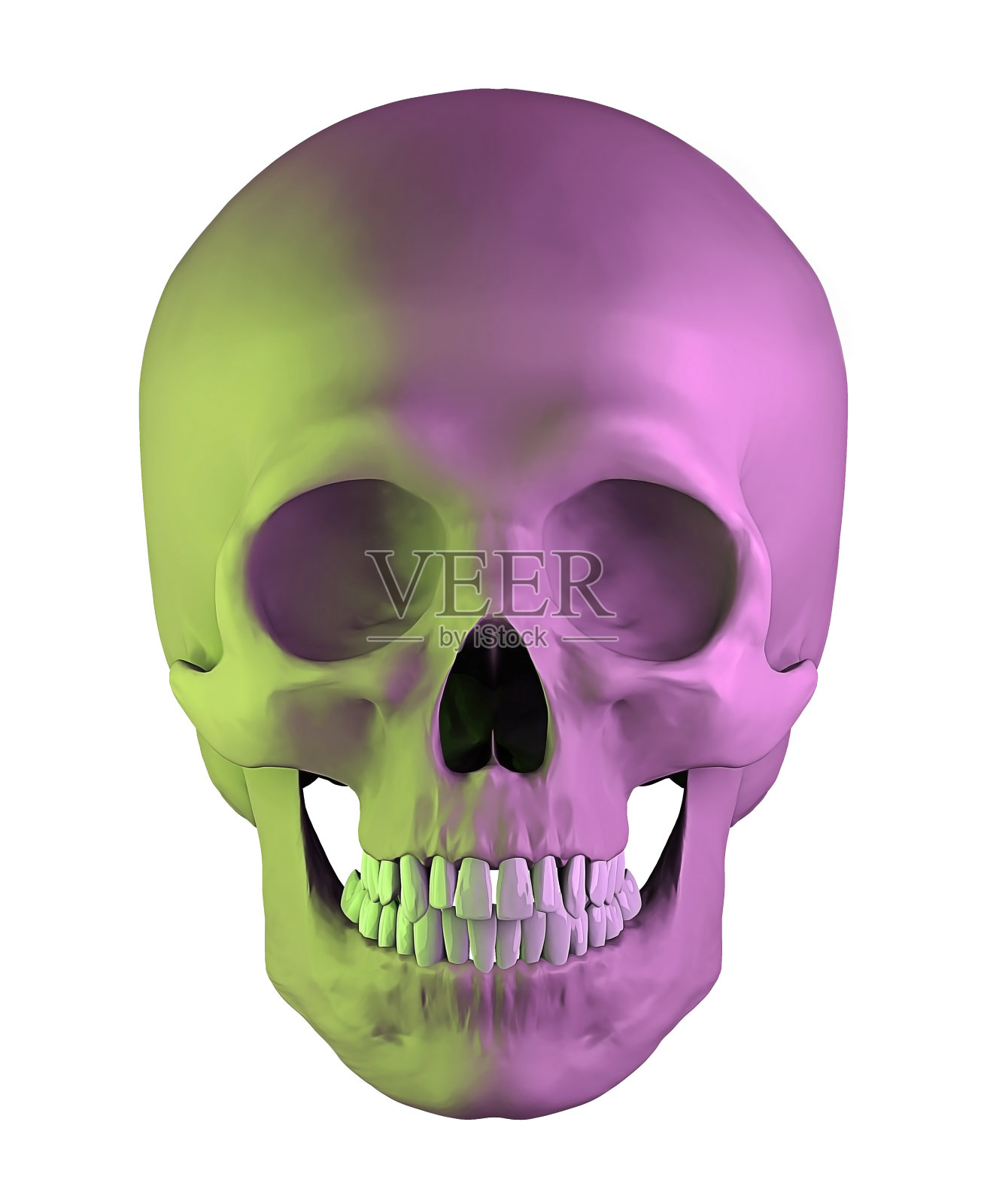 人体解剖黄紫色头骨孤立在白色背景,3d渲染照片摄影图片