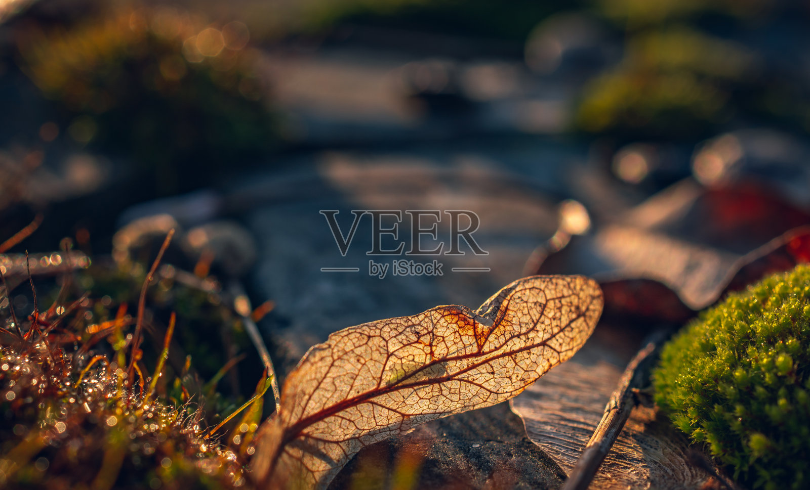 自然之美照片摄影图片