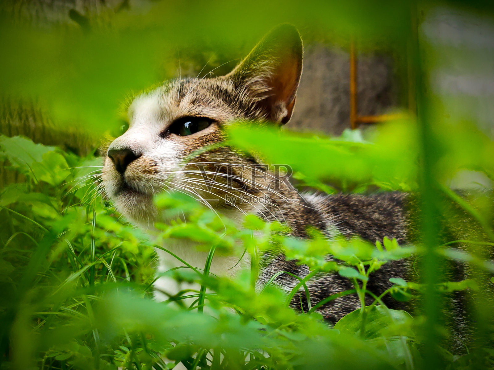 通过绿色植物的家猫的特写镜头。照片摄影图片