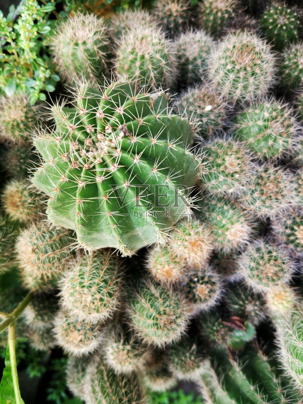 仙人掌或仙人掌科俯视图。自然背景照片摄影图片