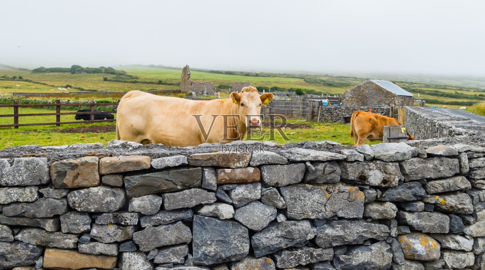 爱尔兰石墙后面的母牛和小牛照片摄影图片