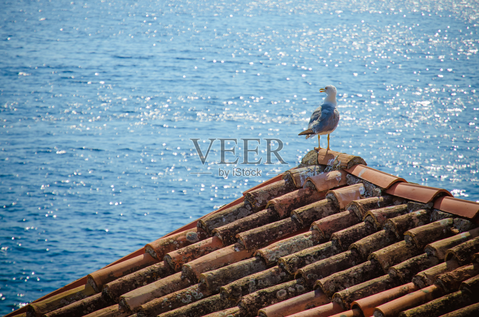 海鸥在海边的屋顶上照片摄影图片