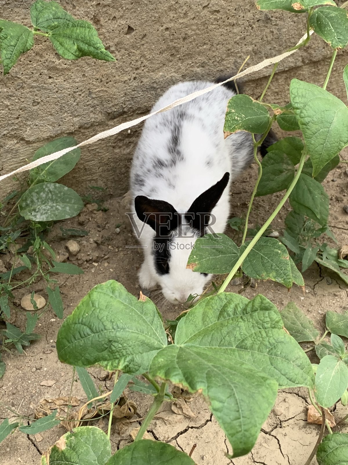 兔子从草丛中往外看照片摄影图片