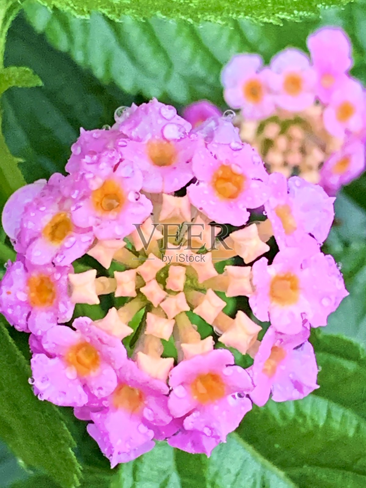 甜的阿萨姆邦照片摄影图片